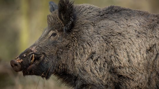 Agresywne lochy zaatakowały psa w Brwinowie. Burmistrz zapowiada odstrzał redukcyjny