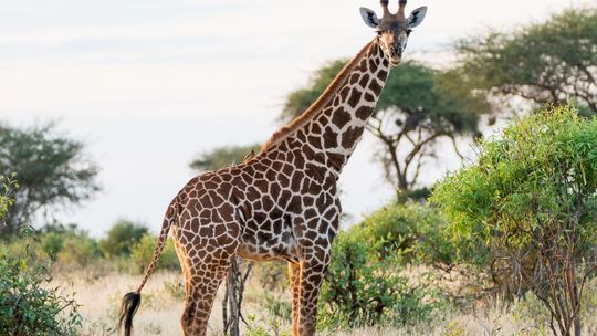 Kto zostanie Zwierzakiem Roku 2025? Warszawskie ZOO rozpoczęło plebiscyt