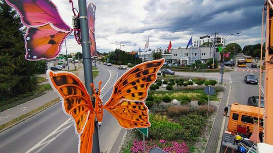 Motyle opanowały Grodzisk Mazowiecki. Mieszkańcy komentują