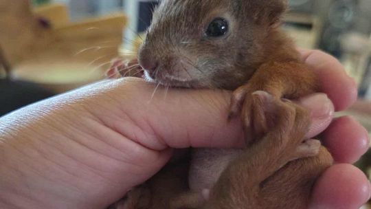 Wyjątkowa historia wiewiórki z Otrębus!