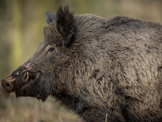 Agresywne lochy zaatakowały psa w Brwinowie. Burmistrz zapowiada odstrzał redukcyjny