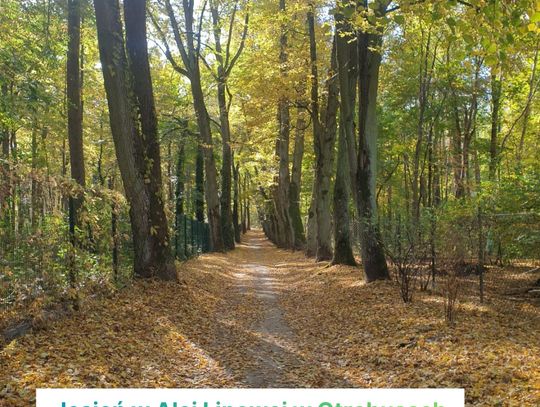 Aleja Lipowa w Otrębusach wpisana do rejestru zabytków!