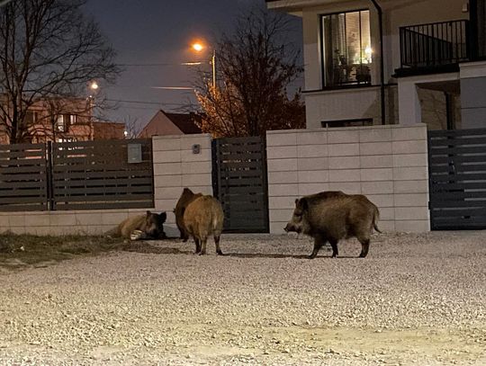 Atak dzików w Brwinowie