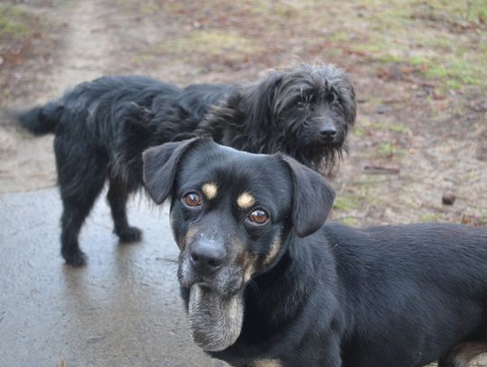 Będą szczepienia psów przeciwko wściekliźnie w Gminie Grodzisk Mazowiecki