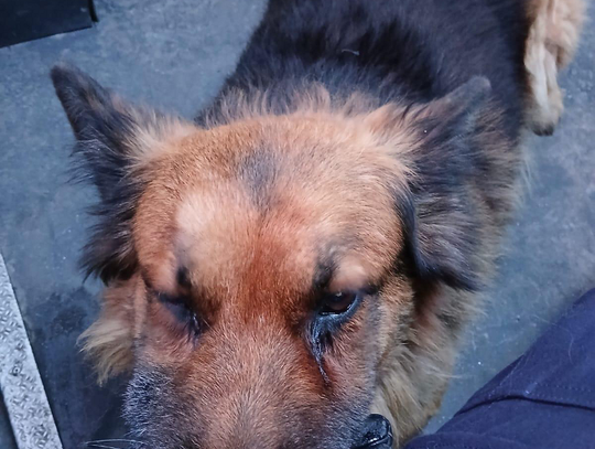 Błąkający się pies przy S8. Policyjna interwencja