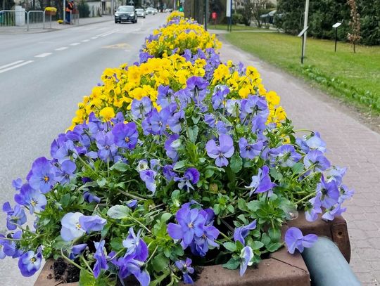 Bratki z Milanówka na Dzień Ziemi