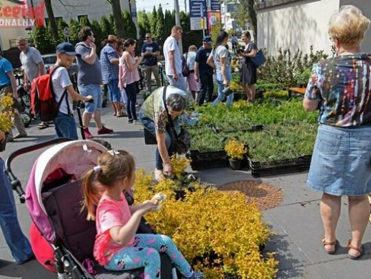 Grodzisk stawia na zielone