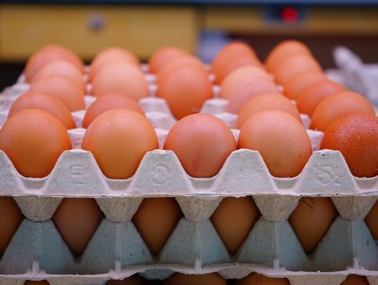 Groźne bakterie w partii jaj. GIS ostrzega przed ich spożyciem!