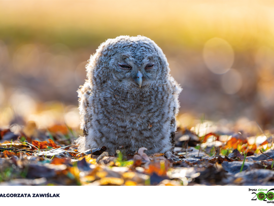 Konkurs „Przez zielone okulary” rozstrzygnięty – natura i sztuka w Powiecie Pruszkowskim Konkurs „Przez zielone okulary” rozstrzygnięty – natura i sztuka w Powiecie Pruszkowskim
