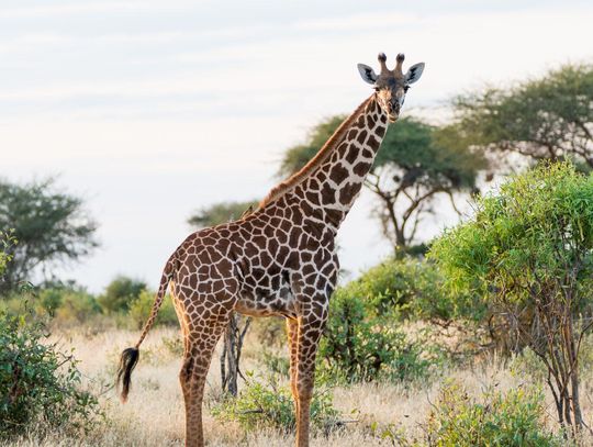 Kto zostanie Zwierzakiem Roku 2025? Warszawskie ZOO rozpoczęło plebiscyt