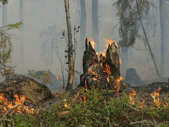 Las płonie szybko