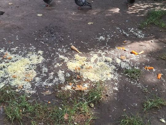 Latem ptaki poradzą sobie same. Dlaczego dokarmianie w upały może im zaszkodzić?