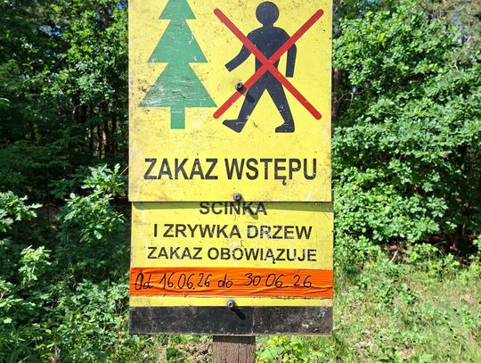 Leśnicy pracują przy Podleśnej. Co dzieje się w lesie?
