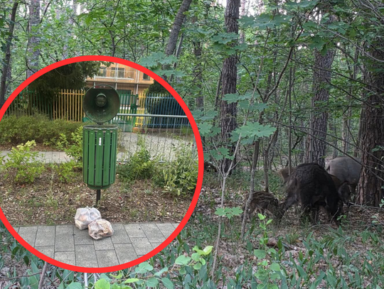 Mieszkańcy dokarmiają dziki w Podkowie Leśnej. „To nie jest pomoc zwierzętom”