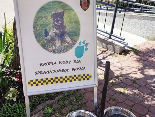 Miski z wodą dla spragnionych pupili w Brwinowie