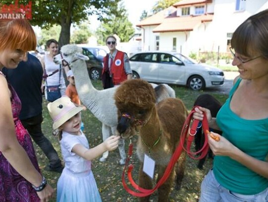 Mobilizacja dla Filipka