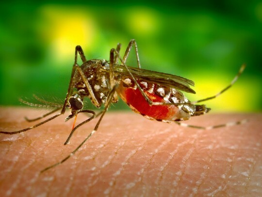 Naturalnie przeciw komarom