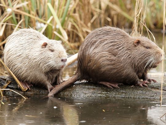 Nutrie atakują