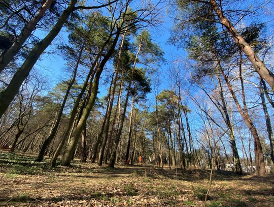 Park założyciela Milanówka