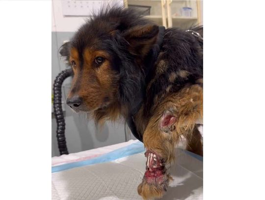 Pies w koszmarnym stanie został odebrany od sołtysa w Kozerach [AKTUALIZACJA]