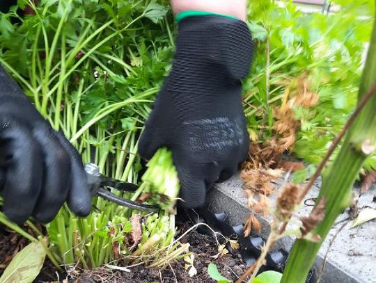 Plony z ogrodu botanicznego w brwinowskiej jadłodzielni