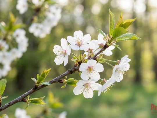 Prognoza pogody dla Pruszkowa na weekend