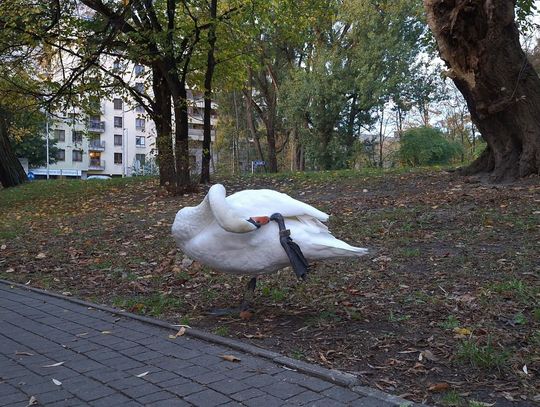 Pruszków: nie dokarmiajcie łabędzia w Parku Potulickich. Ptakowi grozi niebezpieczeństwo