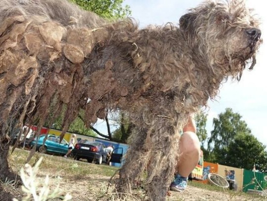 Psy ze schroniska w Radysach trafiły do Milanówka