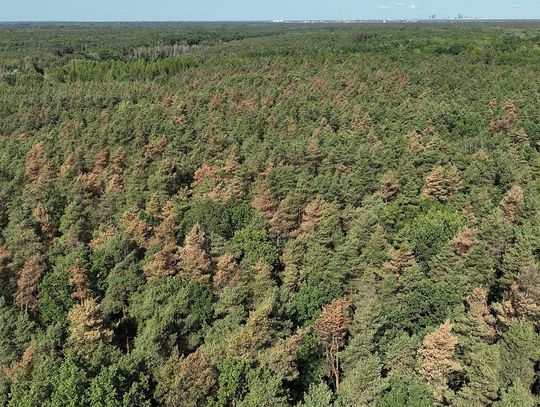 Sosny umierają na naszych oczach Sosny umierają na naszych oczach