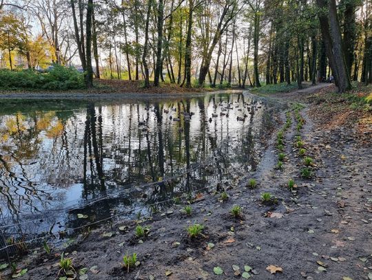 Staw w Parku Miejskim w nowej odsłonie