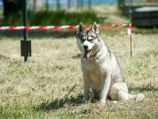 Wkrótce otwarcie wybiegu dla psów w Grodzisku Mazowieckim.