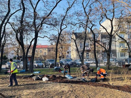 W Pruszkowie uruchomili licznik nasadzeń zieleni