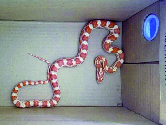 Wąż w mieszkaniu