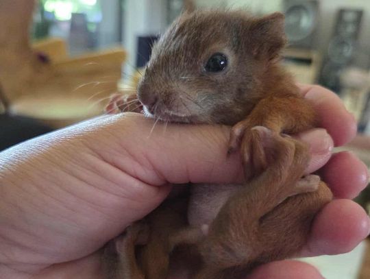 Wyjątkowa historia wiewiórki z Otrębus!