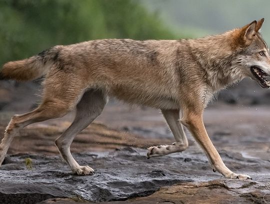 Wilk w Parku Mazowsze? Słowa radnego wywołują sensację