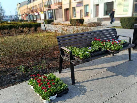 Wiosna w Grodzisku Mazowieckim. Tysiące kwiatów ozdobią miejskie rabaty