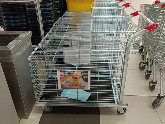 Wózki dla psów w sklepach. Dobry pomysł czy szaleństwo?