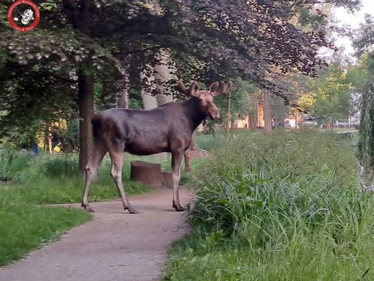 Wyjątkowy gość pojawił się w Parku Potulickich. Niezwykły spacerowicz w centrum Pruszkowa