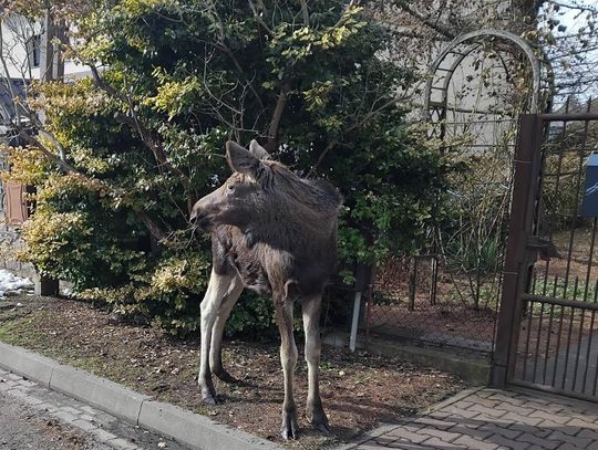 Wyjątkowy gość pojawił się w Parku Potulickich, w centrum Pruszkowa