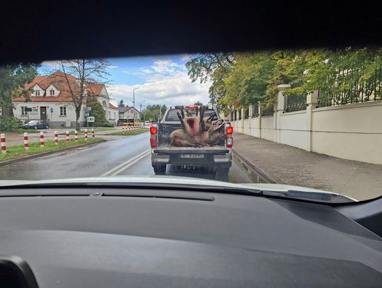 Wypatroszone zwierzęta na odkrytej pace. Szokujące zdjęcia z Nadarzyna