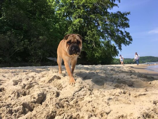 Zaginął pies rasy Shar pei