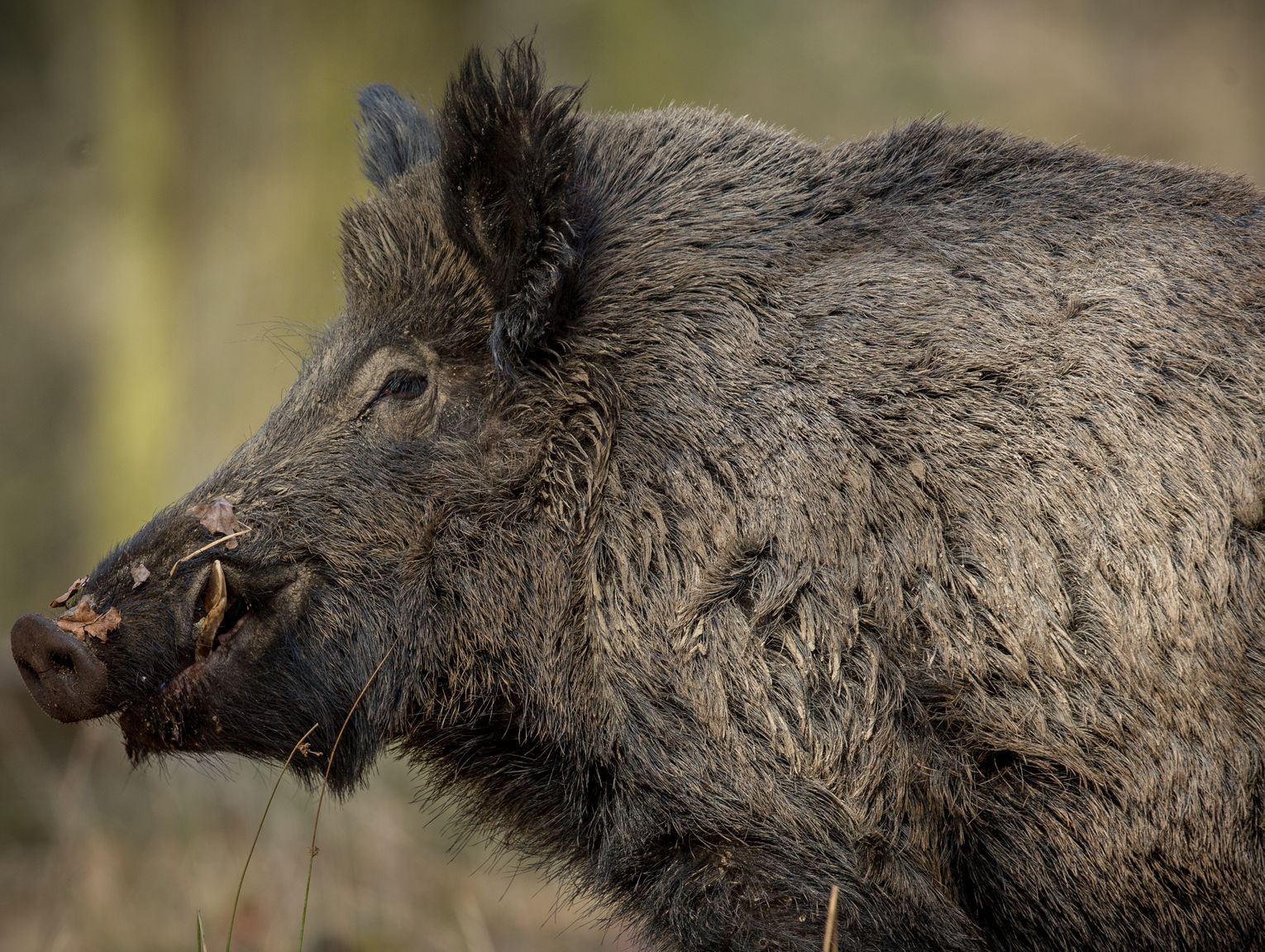 Agresywne lochy zaatakowały psa w Brwinowie. Burmistrz zapowiada odstrzał redukcyjny