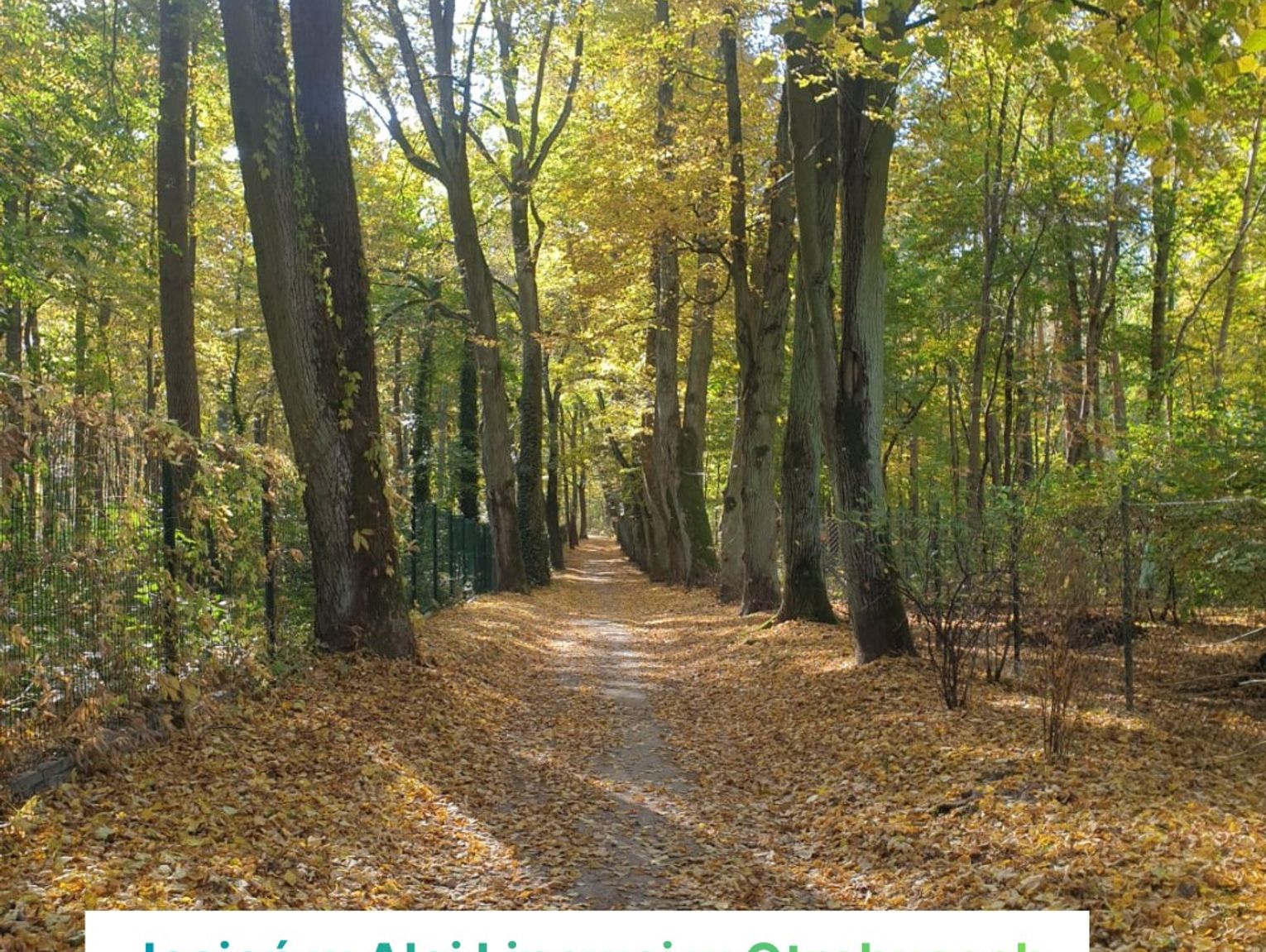 Aleja Lipowa w Otrębusach wpisana do rejestru zabytków!