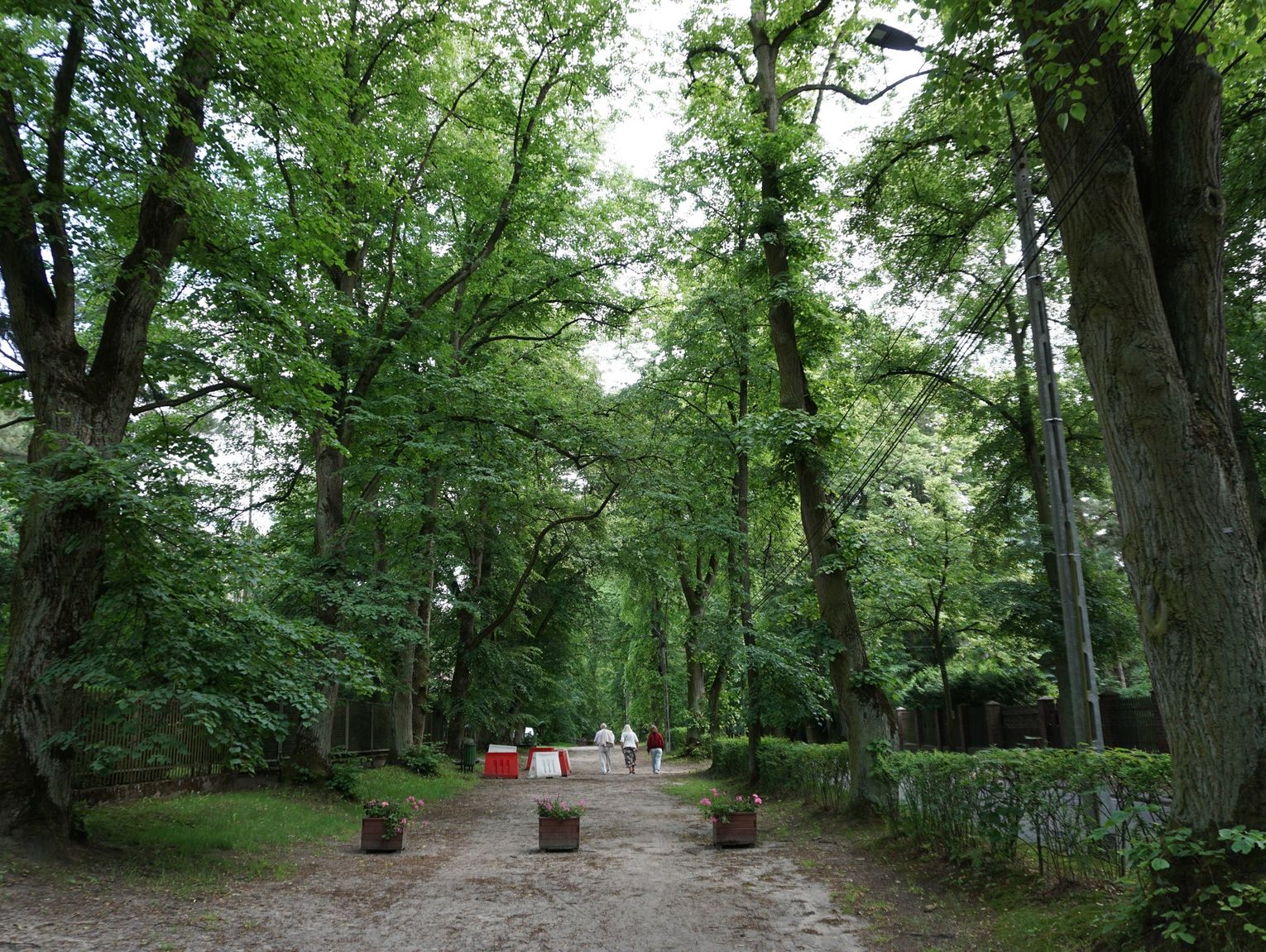 Decyzja ministra dot. Alei Lipowej w Podkowie Leśnej