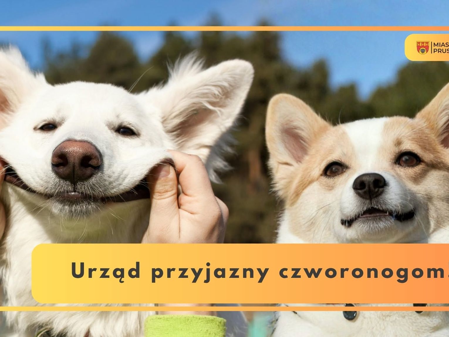 Do urzędu w Pruszkowie można przyjść z czworonogiem