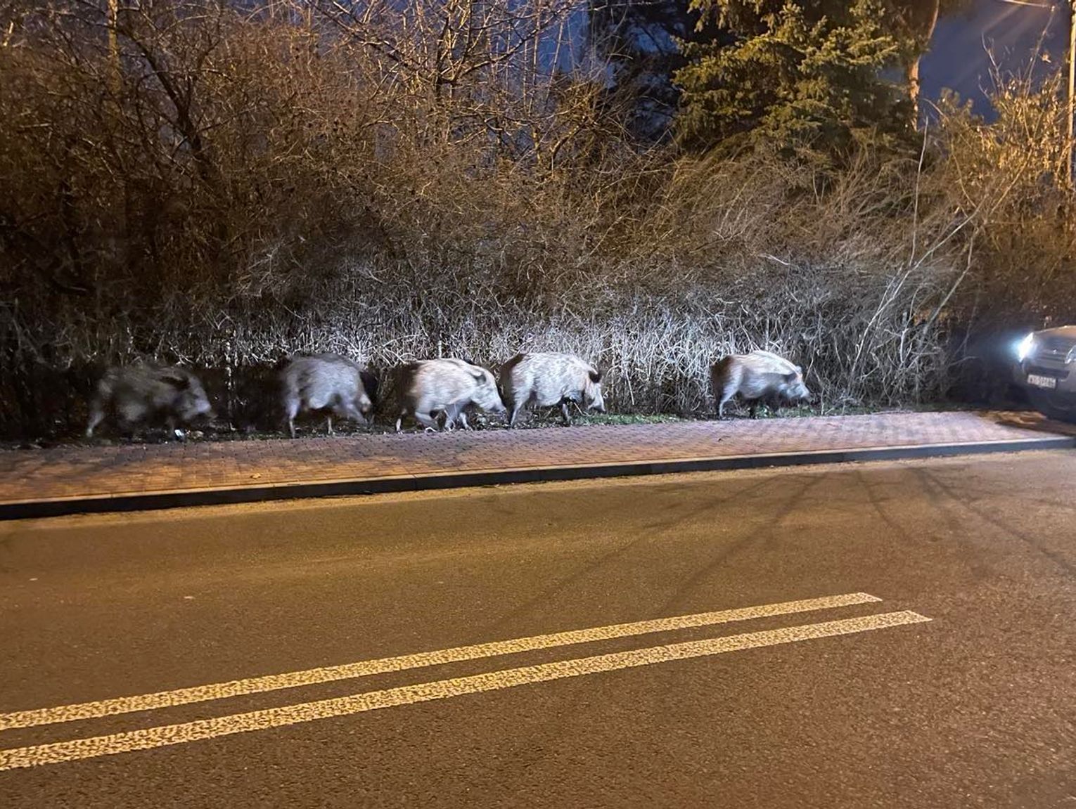 „Gdzie jest dzik?” – Podkowa Leśna testuje nową aplikację