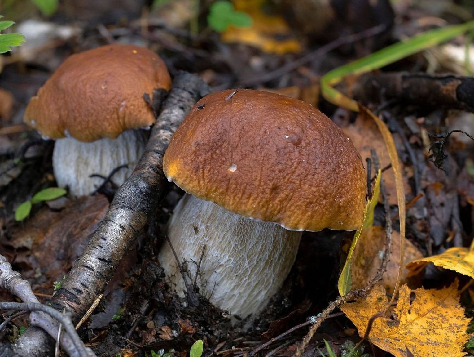 Grzybowy sezon w pełni. Gdzie wybrać się po dorodne borowiki?