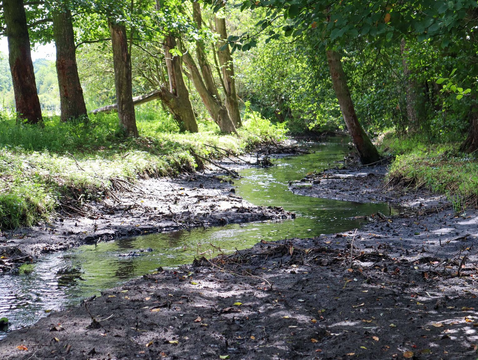 Katastrofa ekologiczna na Zimnej Wodzie. Kto odpowiada za ścieki w rzece?