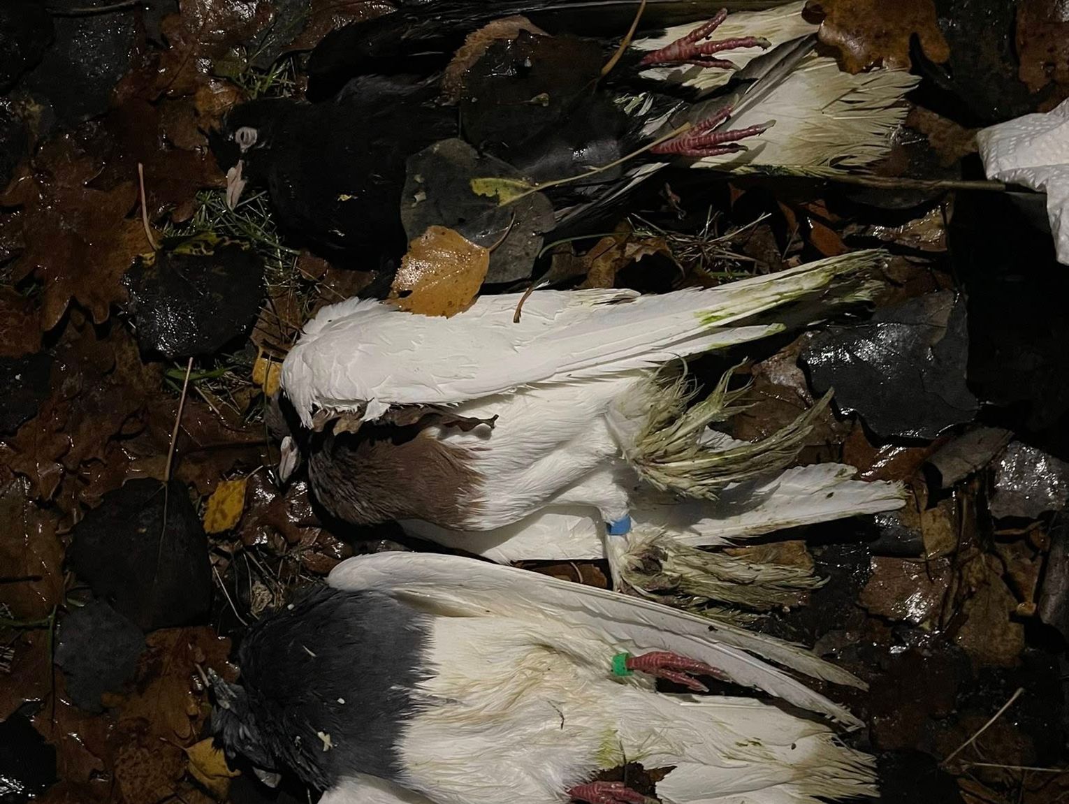 Kto wyrzucił gołębie?! Mieszkańcy są w szoku!