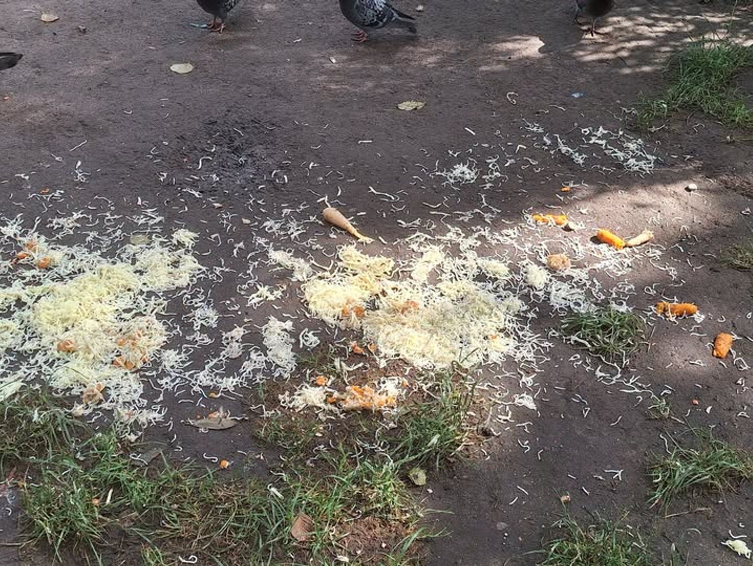 Latem ptaki poradzą sobie same. Dlaczego dokarmianie w upały może im zaszkodzić?